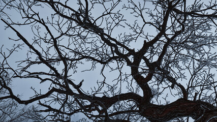 bends and lines of old oak branches