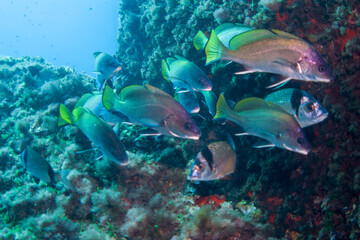 Fototapeta premium Diving with fish in the mediterranean sea close to Portofino