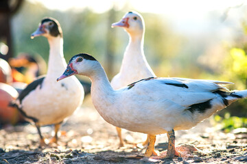 Ducks feed on traditional rural barnyard. Detail of a duck head. Close up of waterbird standing on barn yard. Free range poultry farming concept.