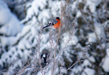 bullfinches (снегири)