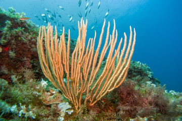 Corals of the mediterranean sea, close to portofino italy