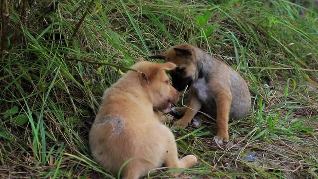 Homeless Puppies Playing on Grass. Red and Gray little Dogs Gnawing Bone Outside.