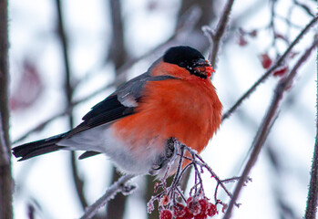 bullfinch (снегири)