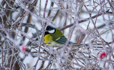 tit (синичка)