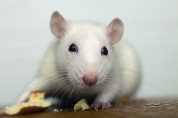 Close up of white domestic rat eating bread crums.