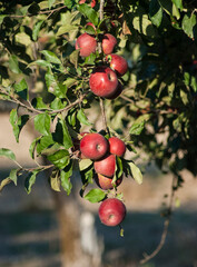 Clusters of ripe red gravenstein apples on the tree