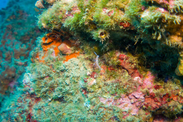 Fototapeta na wymiar Corals of the mediterranean sea, close to portofino italy