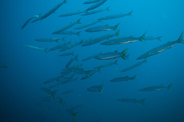 Sphyraena sphyraena European barracuda or Mediterranean barracuda, mediterranean sea cloe to Portofino