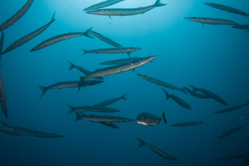 Sphyraena sphyraena European barracuda or Mediterranean barracuda, mediterranean sea cloe to Portofino