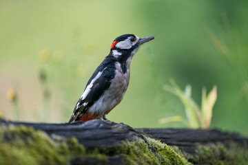Woodpecker in European forest