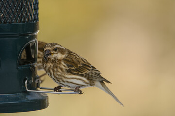 Purple finch female at the feeder near the Canadian wild forest in the province of Quebec