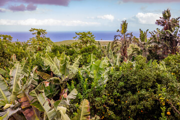 Plantation of Canarian bananas near the Atlantic coast.