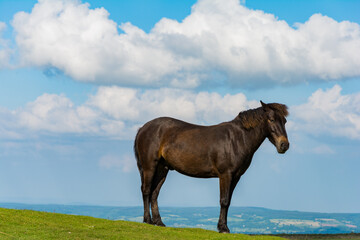 A semi-feral Dartmoor pony stands alone in Dartmoor National Park, England, UK