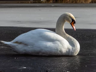 Foto op Plexiglas Adult mute swan (cygnus olor) laying and sleeping with closed eyes on frozen lake on ice in sunlight in winter © KristineRada