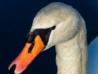 Beautiful close-up of portrait of adult mute swan (cygnus olor) with focus on eye and head covered with water droplets with deep blue, dark background in sunlight