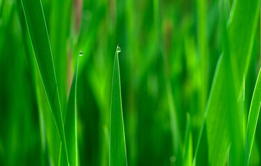 Fototapeta na wymiar Round dew drops on the tips of the green grass in the field. The freshness of morning grass