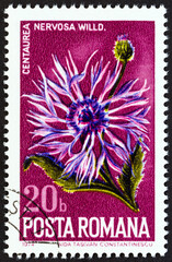 Centaurea nervosa wild flower (Romania 1974)