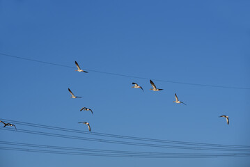 A flock of geese fly between power cables against a blue sky