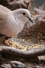 close-up of Turkish turtle dove (Streptopelia decaocto) eating on the ground