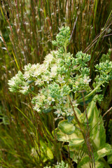 Perennial combination featuring the variegated foliage and flowerheads of Sedum alboroseum 'Mediovariegatum' in front of 'Prairie Munchkin' little bluestem (Schizachyrium scoparium 'Prairie Munchkin')