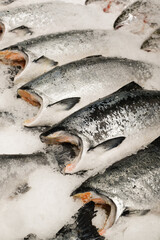 Whole salmon arranged on a bed of fresh ice for sale in a market