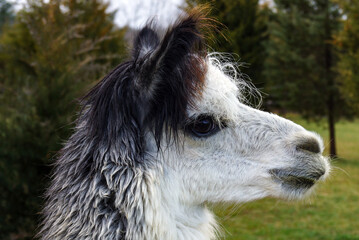 Horizontal image of the profile of a black, gray-and-white huacaya alpaca, with green grass and trees in the background