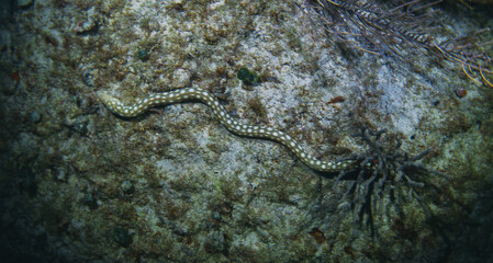 snow eel in nigh scuba diving