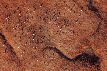 Flock of gull birds on flooded wetland landscape, aerial shot from drone