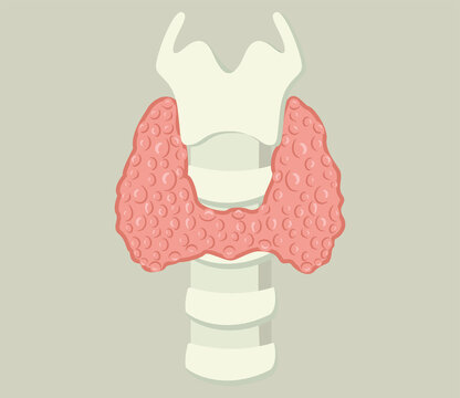 Larynx and thyroid gland. Isolated on soft background. Vector illustration.