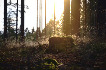 Sonnenschein im Wald