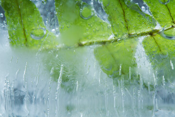 Natural crystal clear melting ice and fresh green fern, macro