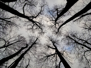 Low angle view of a fir forest. Sun shining through the forest at the morning
