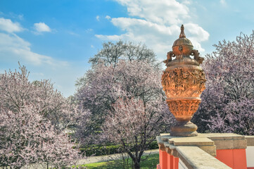 Blooming sakura trees in spring in the garden of Troja Castle, Prague, Czech Republic