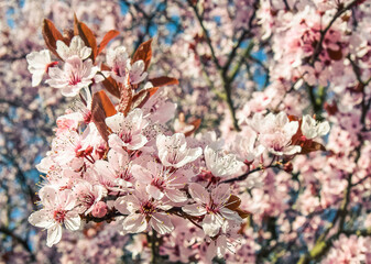 Detail of a blooming sakura tree, Prague, Czech Republic