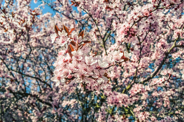 Detail of a blooming cherry tree, Prague, Czech Republic