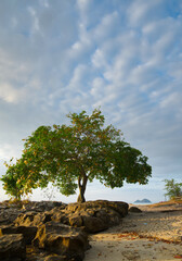 a lonely tree with a lonely island