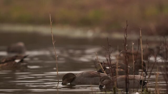 Foraging male Gadwall (Mareca strepera)