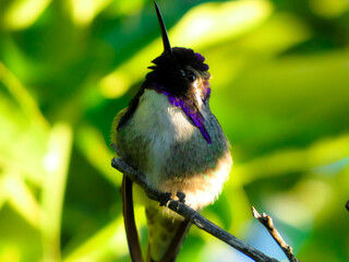 hummingbird on a branch