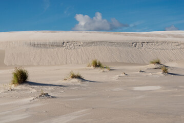 Dry grass on the slope of a wandering dune in Slowinski National Park. Near Leba, Poland..