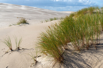 Fototapeta na wymiar Dry grass on the slope of a wandering dune in Slowinski National Park. Near Leba, Poland..
