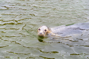 Gray seal (Halichoerus grypus) in heals sanctuary in Hel, Poland.