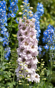 Candle Larkspur, Delphinium Elatum