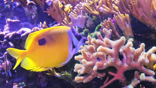 Colorful surgeonfish fish of sea aquarium with coral reef. Foxface rabbitfish: Siganus vulpinus species of family Siganidae. Fish of the Indian and Pacific Oceans, Australia and Hawaii.