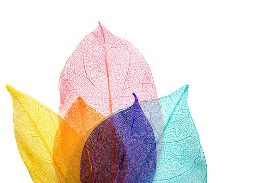 Colorful Dry Skeletal Leaves On White Background