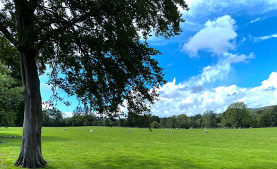 Rural landscape, with an extensive meadow, sheep, and old trees near, Colne Road, Glusburn, UK