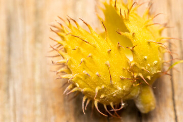 Shell of annatto, lipstick plant close up shot