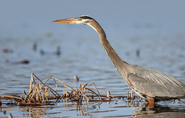 Great blue Heron bird hunting for fish in the lake