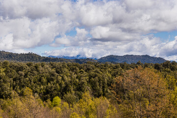 Fototapeta na wymiar Infinite forest in the huilo huilo reserve