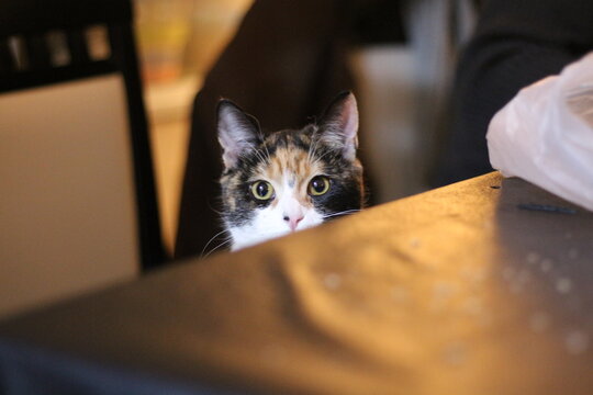 Foxy Lady