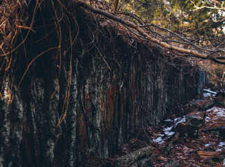 tree growing over a wall 